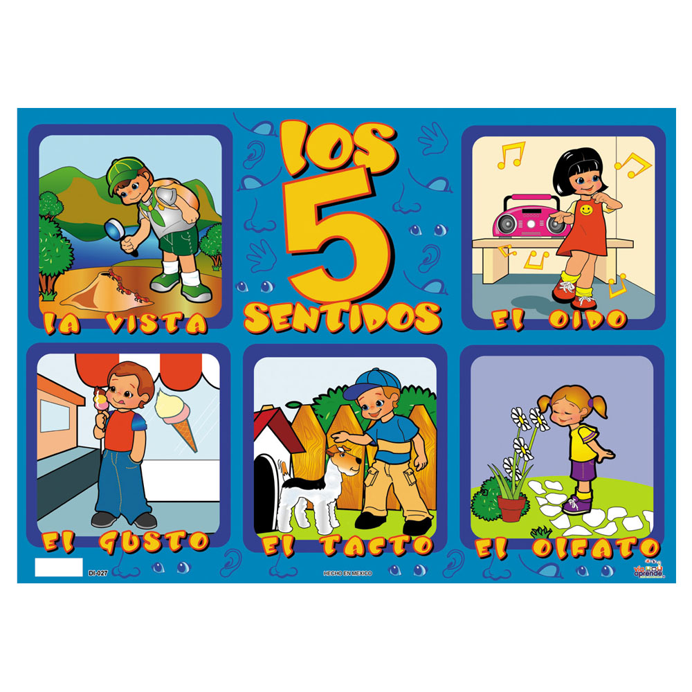 Lamina Los 5 Sentidos